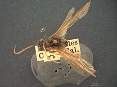 Heteropelma longipes by the Smithsonian. Used under a CC0 license.