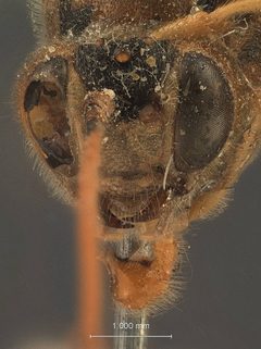 Heteropelma longipes by the Smithsonian. Used under a CC0 license.