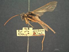 Heteropelma longipes by the Smithsonian. Used under a CC0 license.