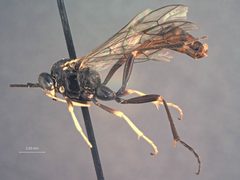 Homaspis nigripes by the Smithsonian. Used under a CC0 license.
