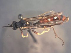 Homaspis nigripes by the Smithsonian. Used under a CC0 license.