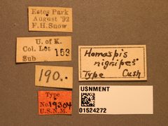 Homaspis nigripes by the Smithsonian. Used under a CC0 license.