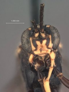 Homaspis nigripes by the Smithsonian. Used under a CC0 license.