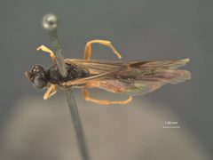 Homaspis slossonae by the Smithsonian. Used under a CC0 license.