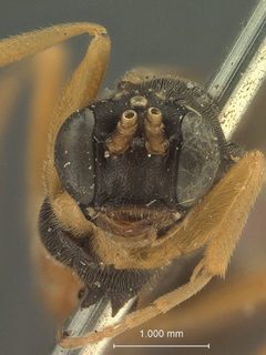 Homaspis slossonae by the Smithsonian. Used under a CC0 license.