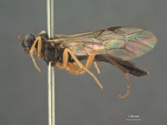Homaspis slossonae by the Smithsonian. Used under a CC0 license.