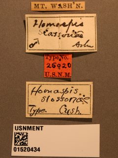 Homaspis slossonae by the Smithsonian. Used under a CC0 license.