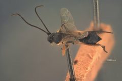 Homotropus alaskensis by the Smithsonian. Used under a CC0 license.