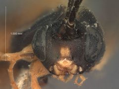 Homotropus alaskensis by the Smithsonian. Used under a CC0 license.