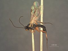 Homotropus alaskensis by the Smithsonian. Used under a CC0 license.