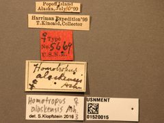 Homotropus alaskensis by the Smithsonian. Used under a CC0 license.