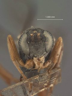 Hyposoter fugitivus var. pacificus by the Smithsonian. Used under a CC0 license.