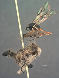 Hyposoter fugitivus var. pacificus by the Smithsonian. Used under a CC0 license.