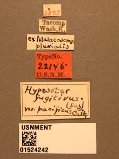 Hyposoter fugitivus var. pacificus by the Smithsonian. Used under a CC0 license.