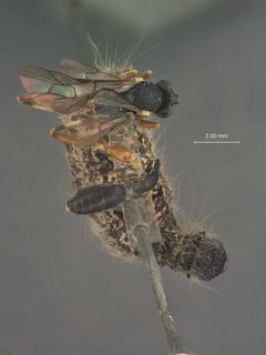 Hyposoter fugitivus var. pacificus by the Smithsonian. Used under a CC0 license.