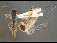 Hyposoter interjectus by the Smithsonian. Used under a CC0 license.