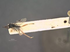 Hyposoter lymantriae by the Smithsonian. Used under a CC0 license.