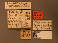 Hyposoter lymantriae by the Smithsonian. Used under a CC0 license.
