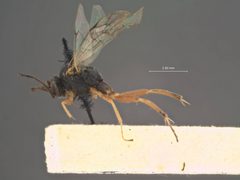 Hyposoter lymantriae by the Smithsonian. Used under a CC0 license.