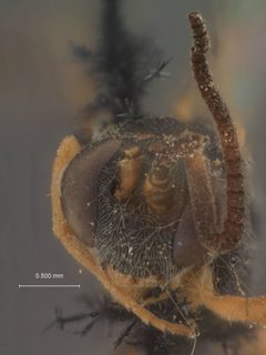 Hyposoter lymantriae by the Smithsonian. Used under a CC0 license.