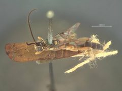 Ichneumon leucopsis by the Smithsonian. Used under a CC0 license.