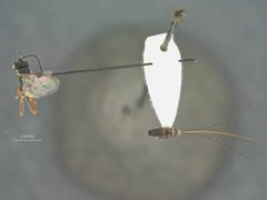 Idiogramma titana by the Smithsonian. Used under a CC0 license.
