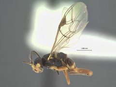 Idiogramma titana by the Smithsonian. Used under a CC0 license.