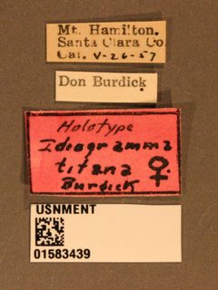Idiogramma titana by the Smithsonian. Used under a CC0 license.