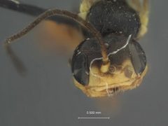 Idiogramma titana by the Smithsonian. Used under a CC0 license.