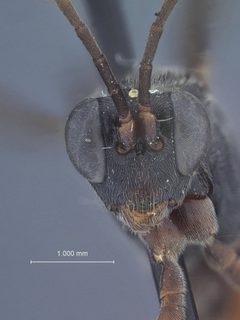 Idiolispa aestivalis by the Smithsonian. Used under a CC0 license.