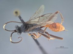 Idiolispa aestivalis by the Smithsonian. Used under a CC0 license.