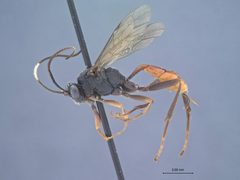 Idiolispa aestivalis by the Smithsonian. Used under a CC0 license.