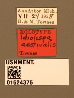 Idiolispa aestivalis by the Smithsonian. Used under a CC0 license.