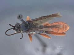 Idiolispa analis ignea by the Smithsonian. Used under a CC0 license.