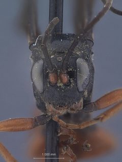 Idiolispa analis ignea by the Smithsonian. Used under a CC0 license.