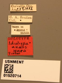 Idiolispa analis ignea by the Smithsonian. Used under a CC0 license.