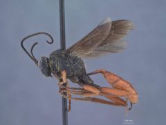 Idiolispa analis ignea by the Smithsonian. Used under a CC0 license.