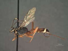 Ischnus doddi by the Smithsonian. Used under a CC0 license.