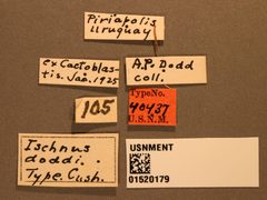 Ischnus doddi by the Smithsonian. Used under a CC0 license.