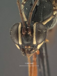 Ischnus doddi by the Smithsonian. Used under a CC0 license.