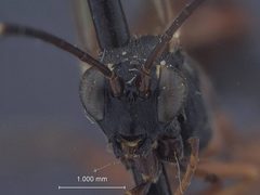 Ischnus inquisitorius pectoralis by the Smithsonian. Used under a CC0 license.