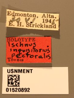 Ischnus inquisitorius pectoralis by the Smithsonian. Used under a CC0 license.