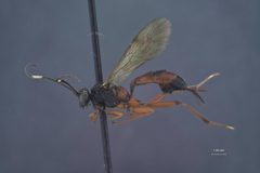 Ischnus inquisitorius pectoralis by the Smithsonian. Used under a CC0 license.