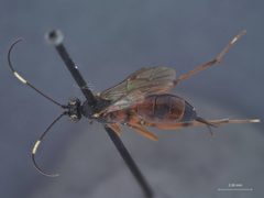 Ischnus inquisitorius pectoralis by the Smithsonian. Used under a CC0 license.