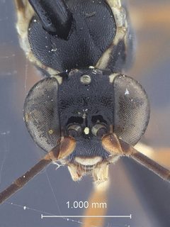 Ischnus lautus by the Smithsonian. Used under a CC0 license.