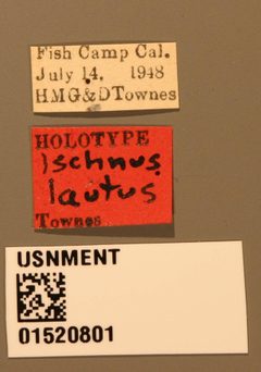 Ischnus lautus by the Smithsonian. Used under a CC0 license.