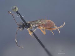 Ischnus lautus by the Smithsonian. Used under a CC0 license.