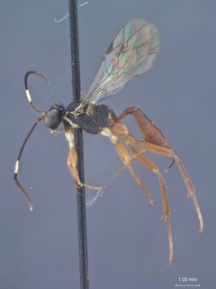 Ischnus lautus by the Smithsonian. Used under a CC0 license.