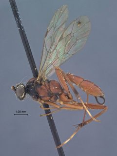 Ischnus sparsus by the Smithsonian. Used under a CC0 license.