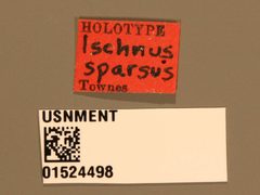 Ischnus sparsus by the Smithsonian. Used under a CC0 license.